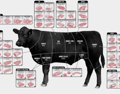 Diagram of Beef Cattle Cuts